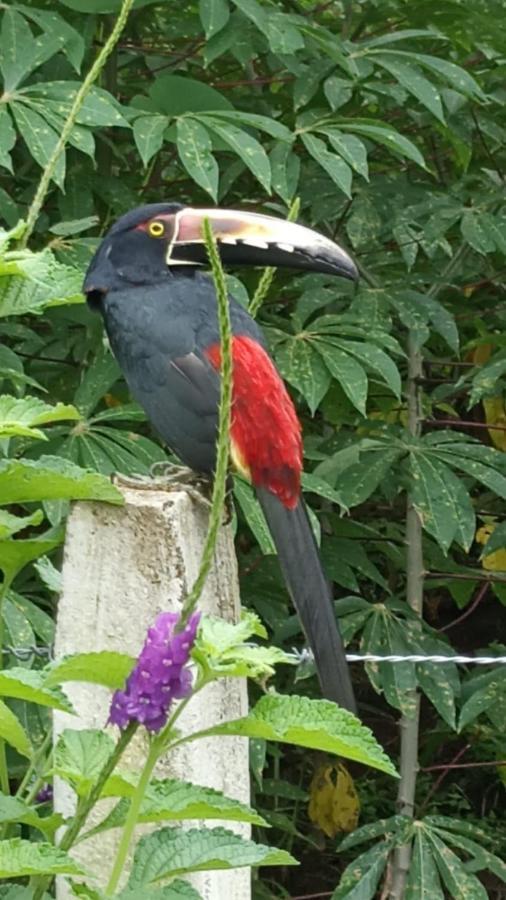 Villa Ceiba La Fortuna Kültér fotó
