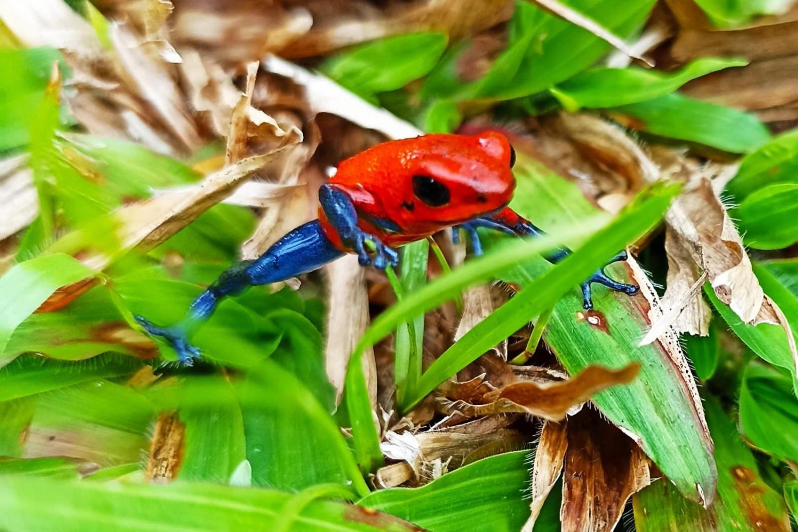 Villa Ceiba La Fortuna Kültér fotó