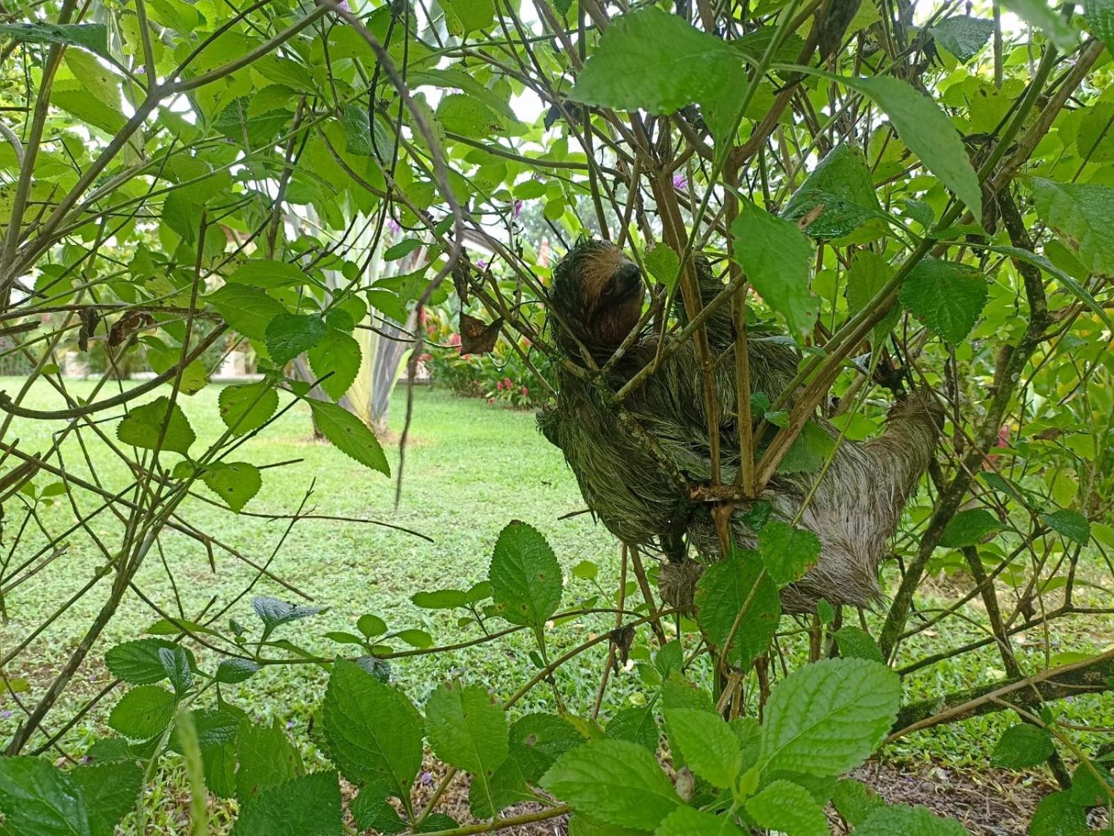 Villa Ceiba La Fortuna Kültér fotó